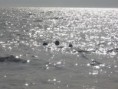 /album/fotogaleria/a555abcdef-006-jpg/